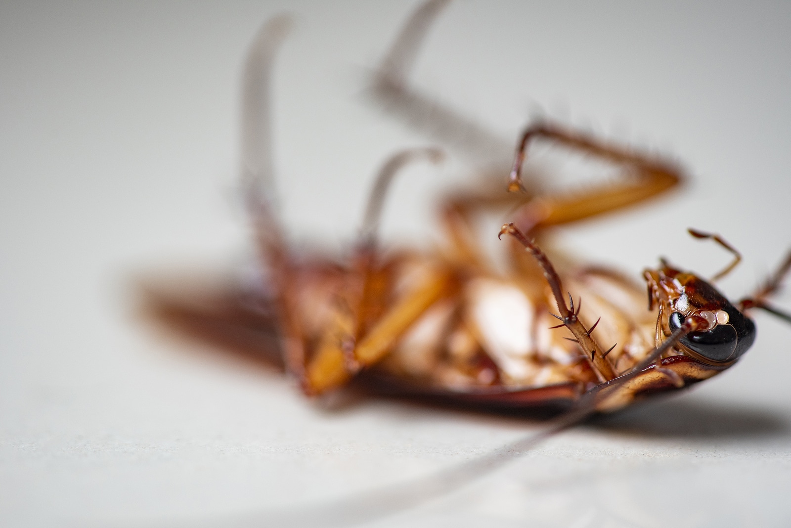 3 Reasons Why You Need To Rid Your Home Of Cockroaches