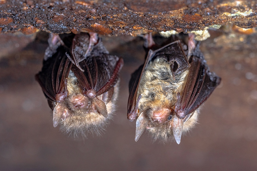 How to Know If You Have a Bat Problem and What to Do about It
