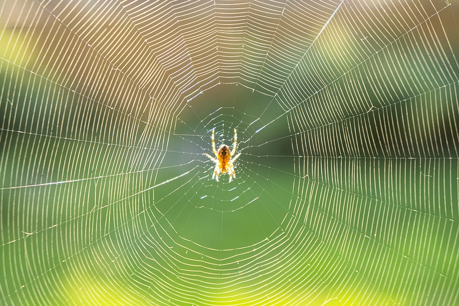 Do You Have A Spider Infestation? We Can Help!