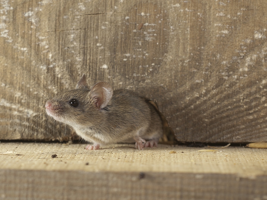 Why Rodent Activity Requires Attic Insulation to Be Replaced